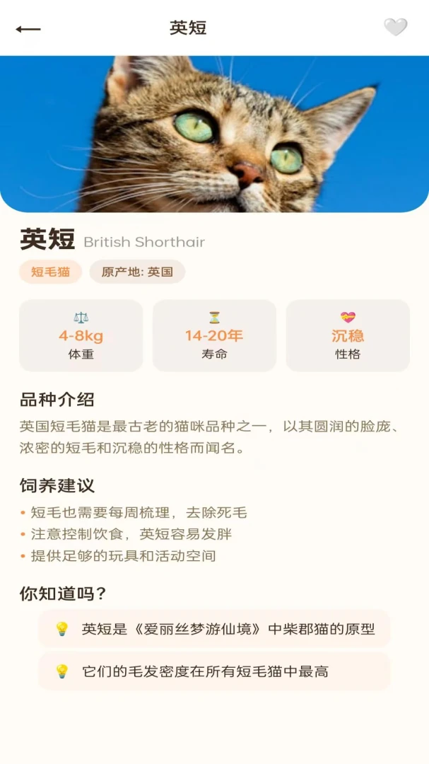 拾光猫预览图