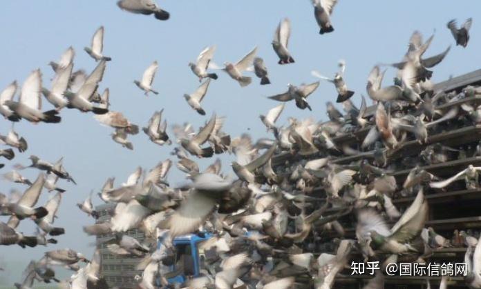 赛鸽出行航班动态登机口变更提醒