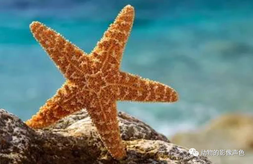 海星低碳是不是靠谱项目