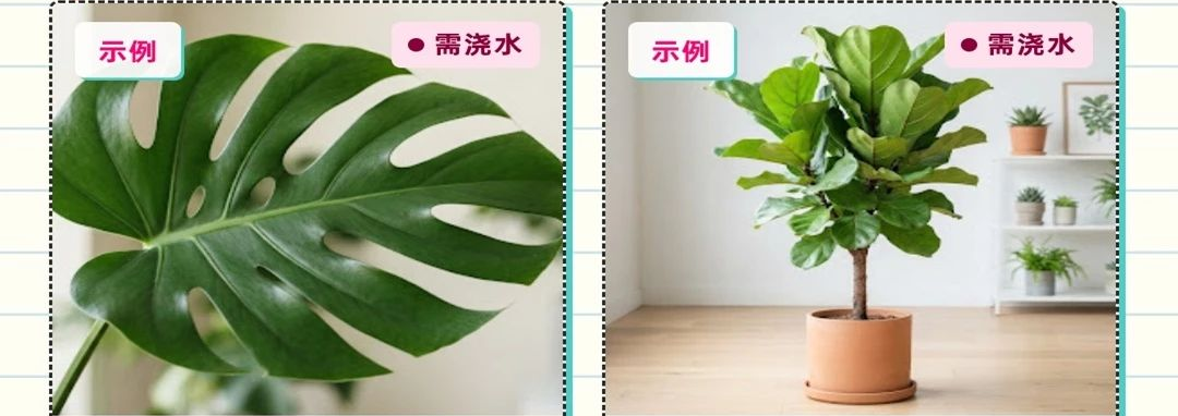 假日小院浇水记录