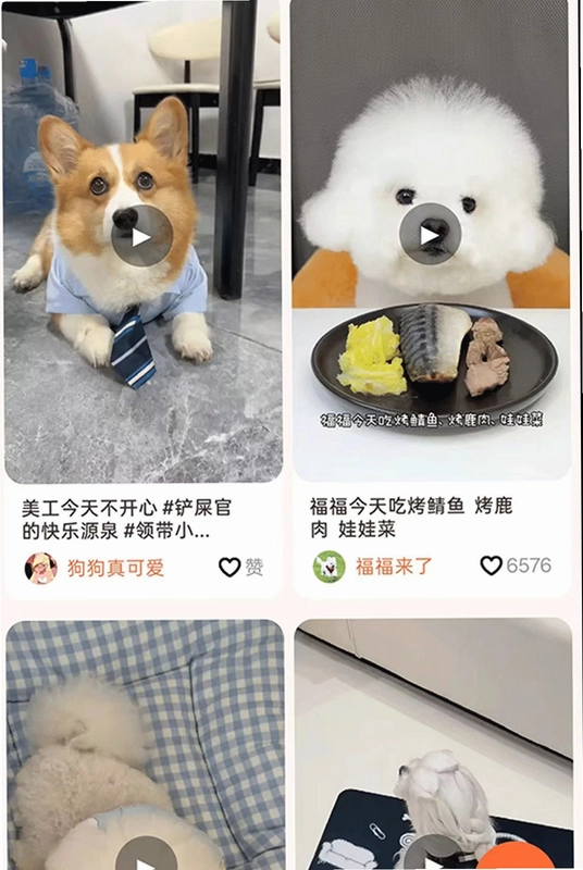 小灵宠预览图