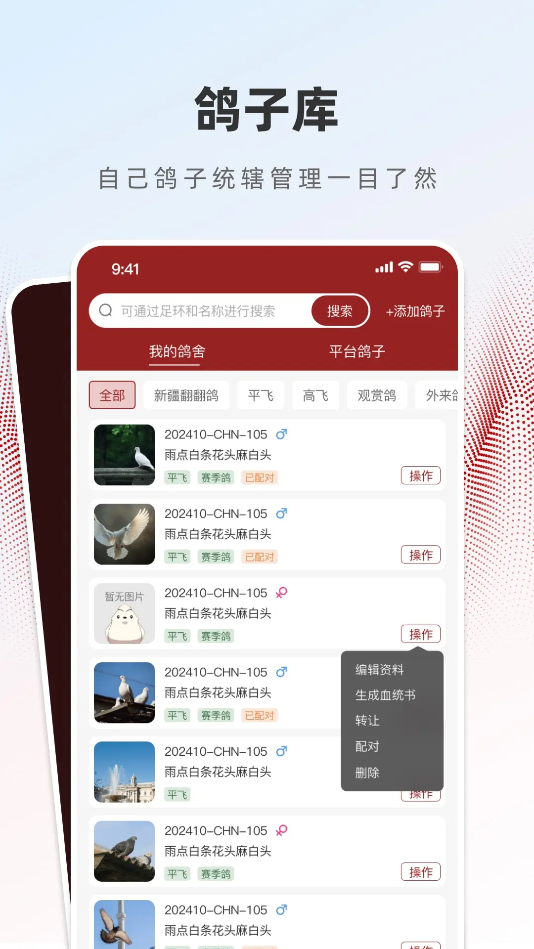 赏鸽缘血统图谱