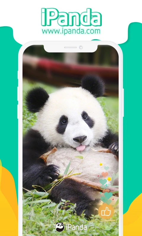 iPanda 熊猫频道 界面预览