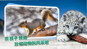 动物乐园电视版预览图