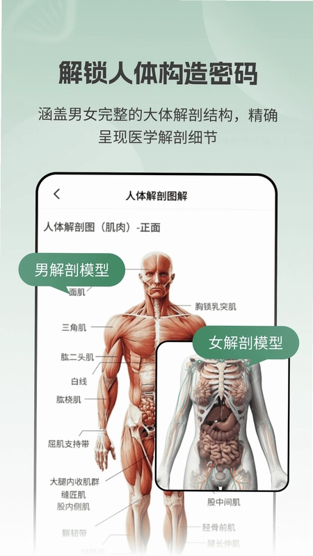 ����ģ��Body����Ԥ��ͼ