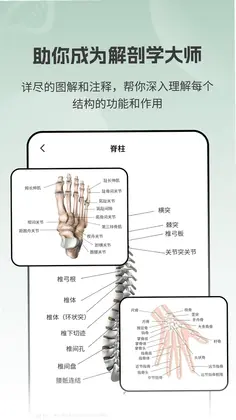 ����ģ��Body����Ԥ��ͼ