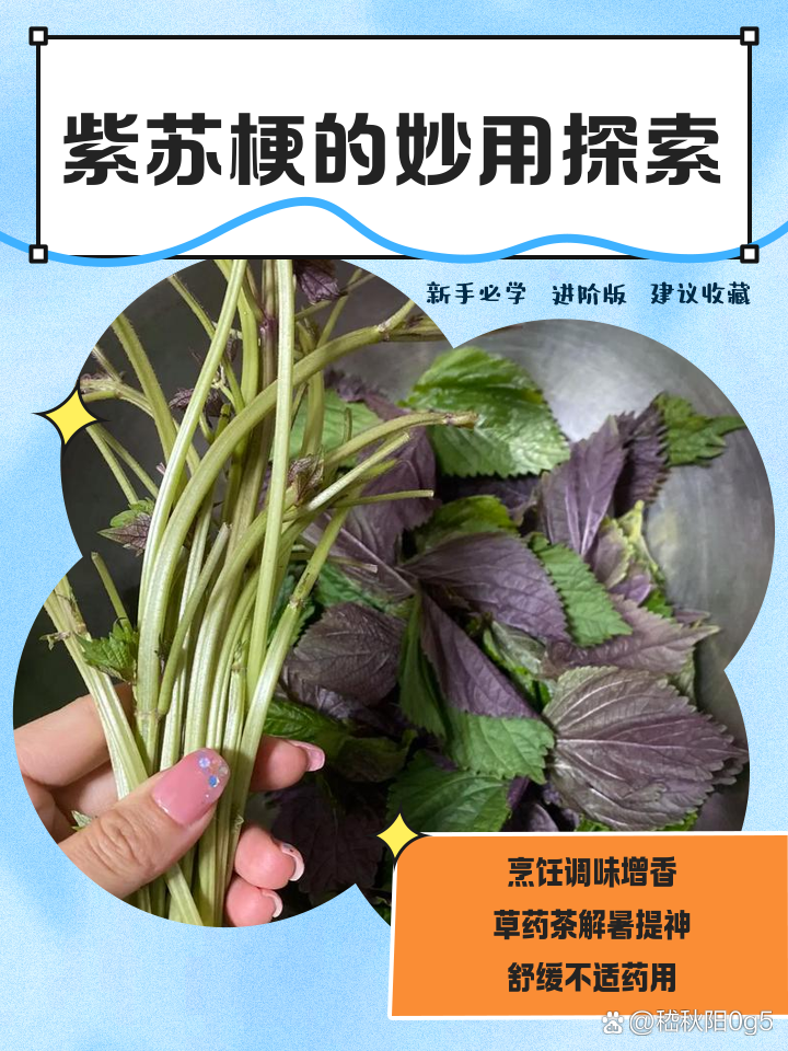 紫夫马梗的来源和常见用法场景