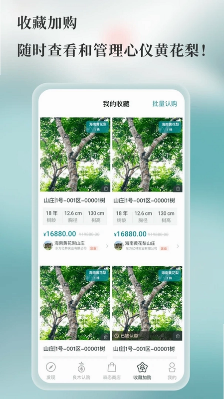 良木森林预览图