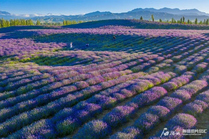 我的伊犁薰衣草花海6月实拍图