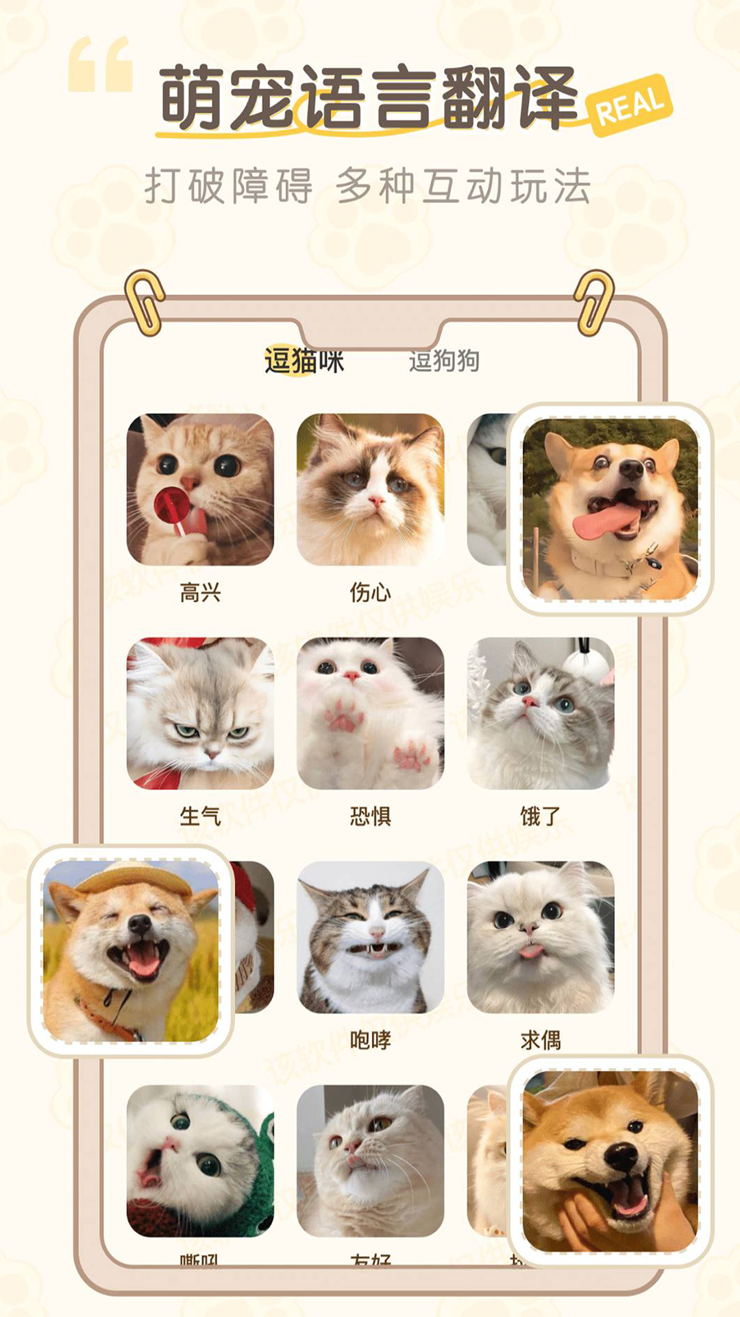 猫语翻译pet使用建议和猫咪情绪观察