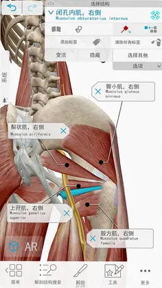 人体解剖 3d预览图
