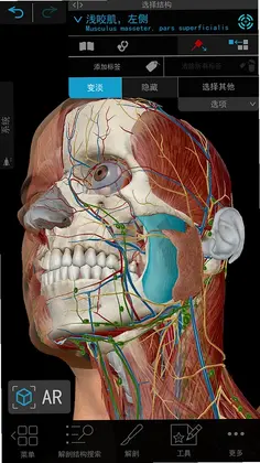 人体解剖 3d预览图