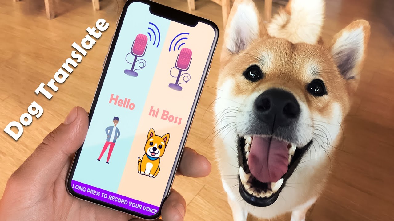 动物猫狗语言翻译科学依据分析图