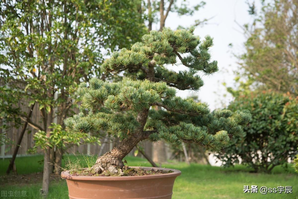 青松怎么养家庭种植教程