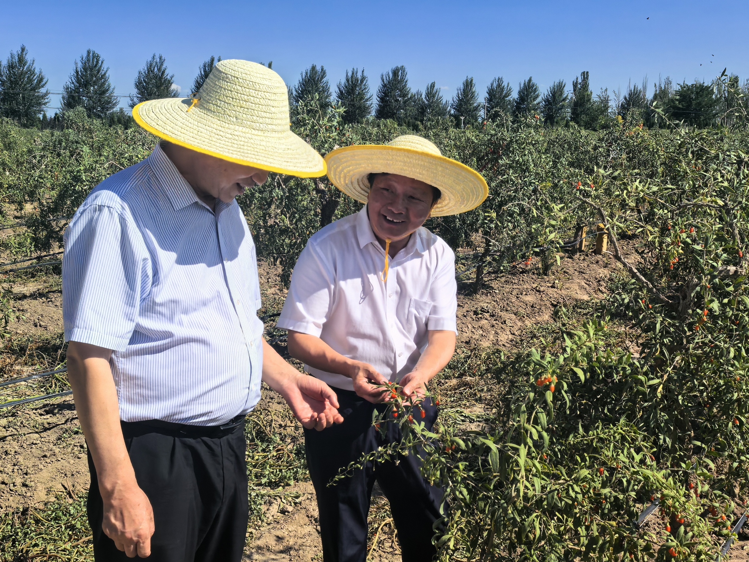 宁农科教乡村振兴产业联盟基地