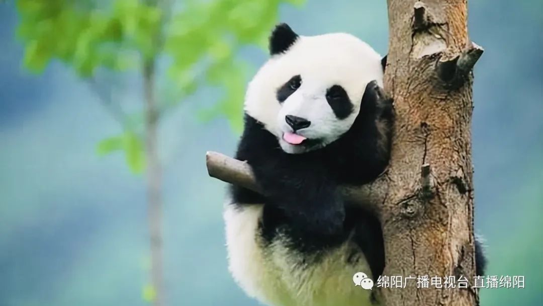 熊猫最火三个名字及取名思路