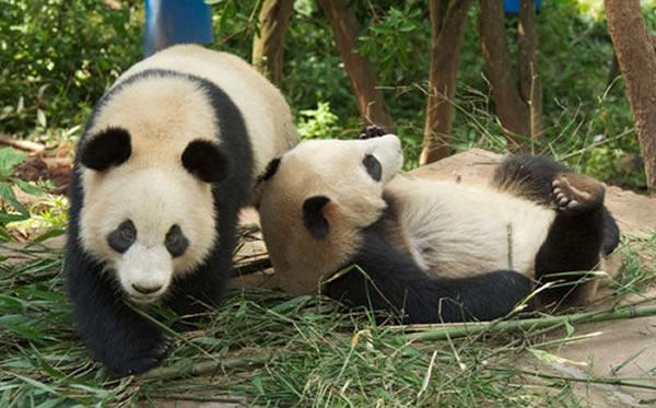 熊猫名字的含义重要吗解读