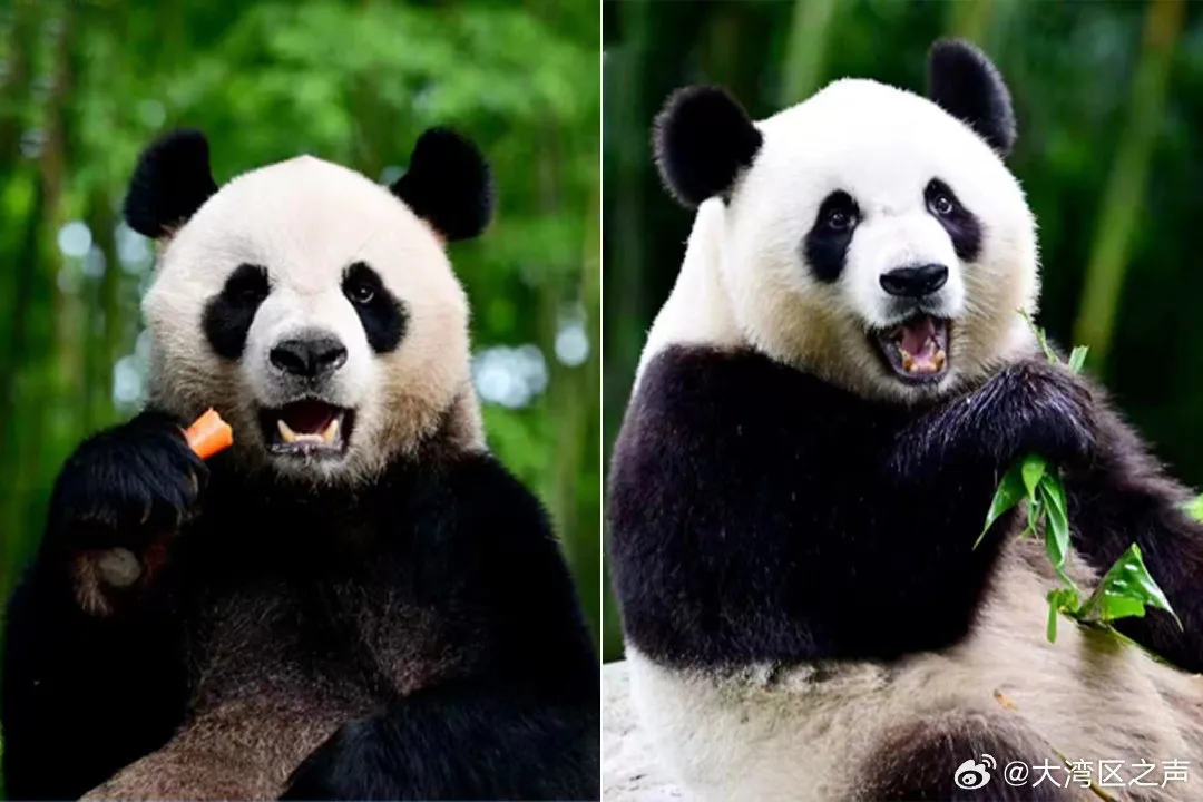 熊猫起名最终建议和总结