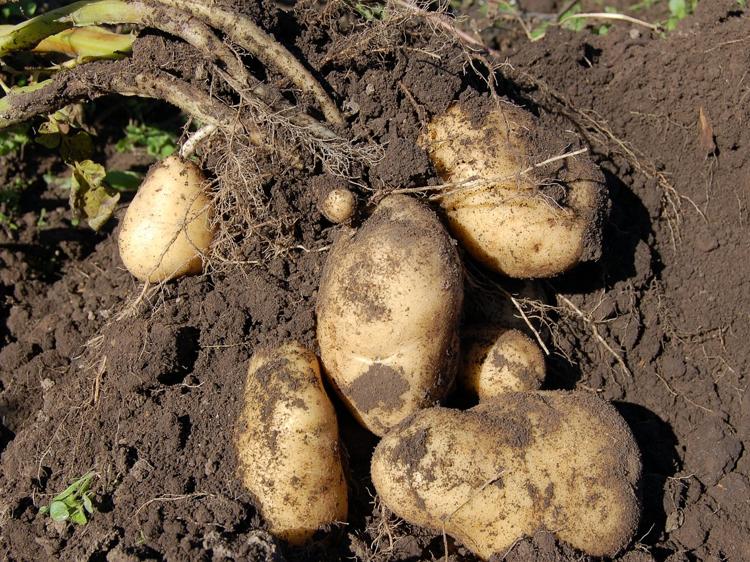 potato������⿳�������ܿ�ָ��ͼ