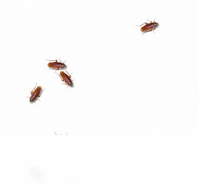 cockroach on desktop (桌面蟑螂)预览图