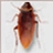 cockroach on desktop (桌面蟑螂)