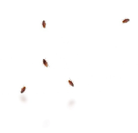 cockroach on desktop (桌面蟑螂)预览图
