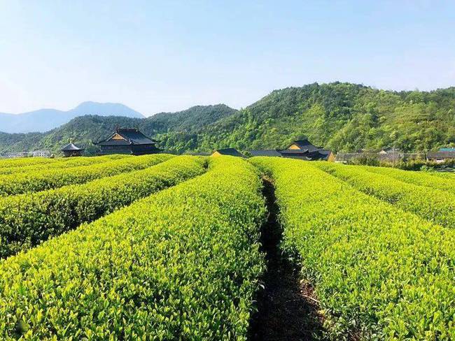 徽茶智农智慧茶园茶叶品质产量提升实拍图