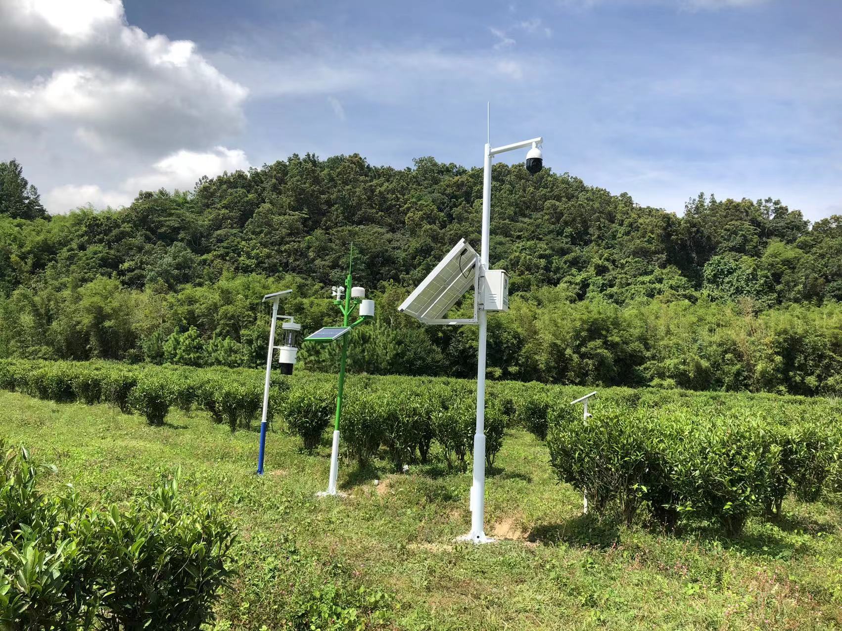 徽茶智农本地化茶园模型示意图